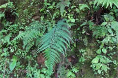 Pityrogramma calomelanos